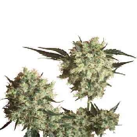 Marleys Collie > Sensi Seeds